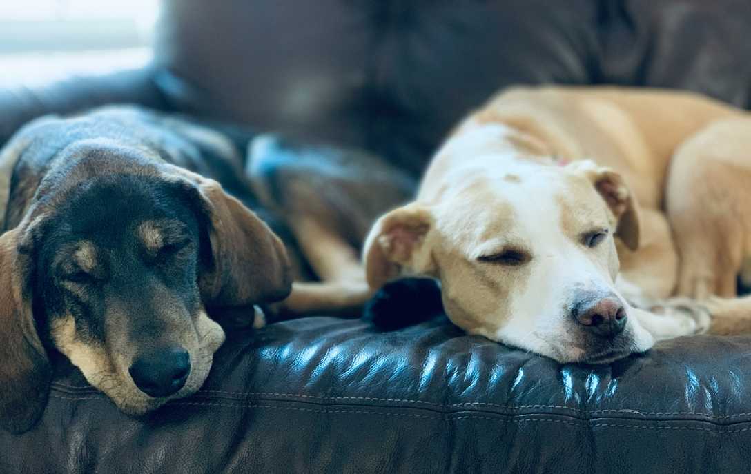 Zwei Hunde entspannt schlafend
