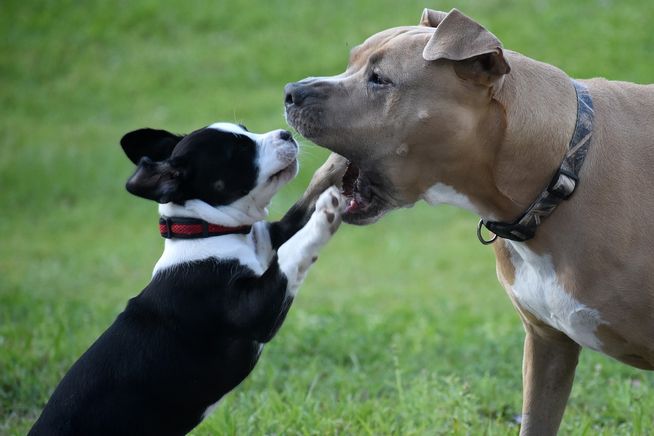 Revidierte Hundeverordnung im Kanton Zürich